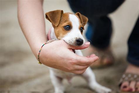 狗狗社會化|如何令幼犬社會化 